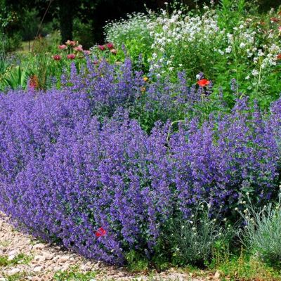 Котовник гованиана Котовник гованиана - Dolina-Sad.Ru