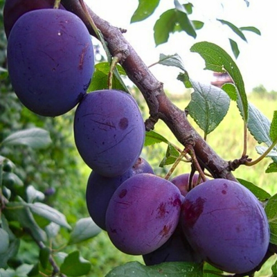 Слива Евразия 21 Слива Евразия 21 - Dolina-Sad.Ru