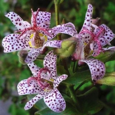 Трициртис коротковолосистый Трициртис коротковолосистый - Dolina-Sad.Ru