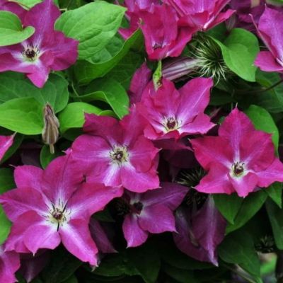 Клематис Полония Реститута Клематис Полония Реститута - Dolina-Sad.Ru