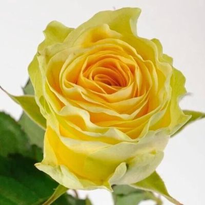 Роза Иллиос - Dolina-Sad.Ru