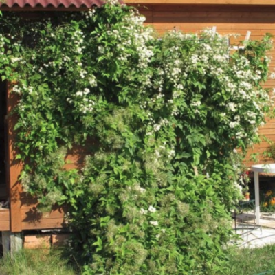 Клематис виноградолистный Клематис виноградолистный - Dolina-Sad.Ru