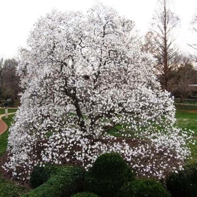 Магнолия Меррилл фото