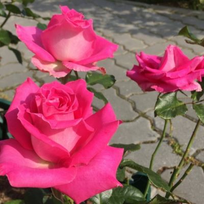 Роза Топаз Роза Топаз - Dolina-Sad.Ru