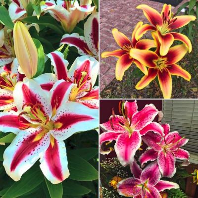 Микс лилий Восторг Микс лилий Восторг - Dolina-Sad.Ru