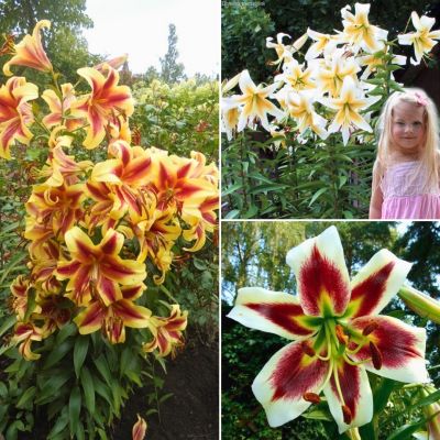 Комплект древовидных лилий Каприз Комплект древовидных лилий Каприз - Dolina-Sad.Ru