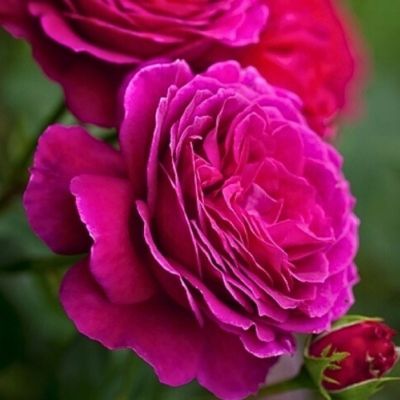 Роза Малиновый Звон Роза Малиновый Звон - Dolina-Sad.Ru