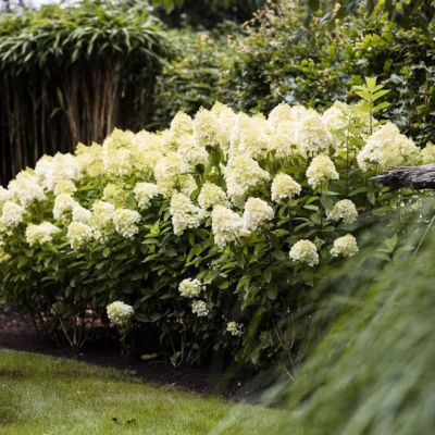 Гортензия метельчатая Саммер Сноу - Dolina-Sad.Ru
