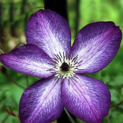 Клематис Веноза Виолацеа Клематис Веноза Виолацеа - Dolina-Sad.Ru