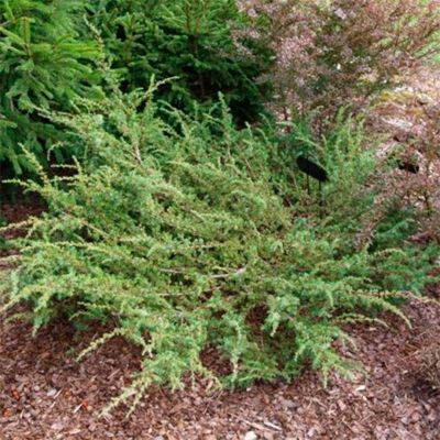 Можжевельник обыкновенный Бартон Можжевельник обыкновенный Бартон - Dolina-Sad.Ru