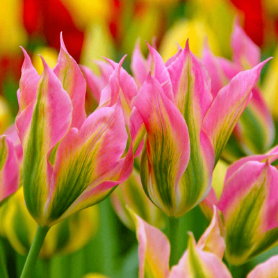 Тюльпан Виричик Тюльпан Виричик фото