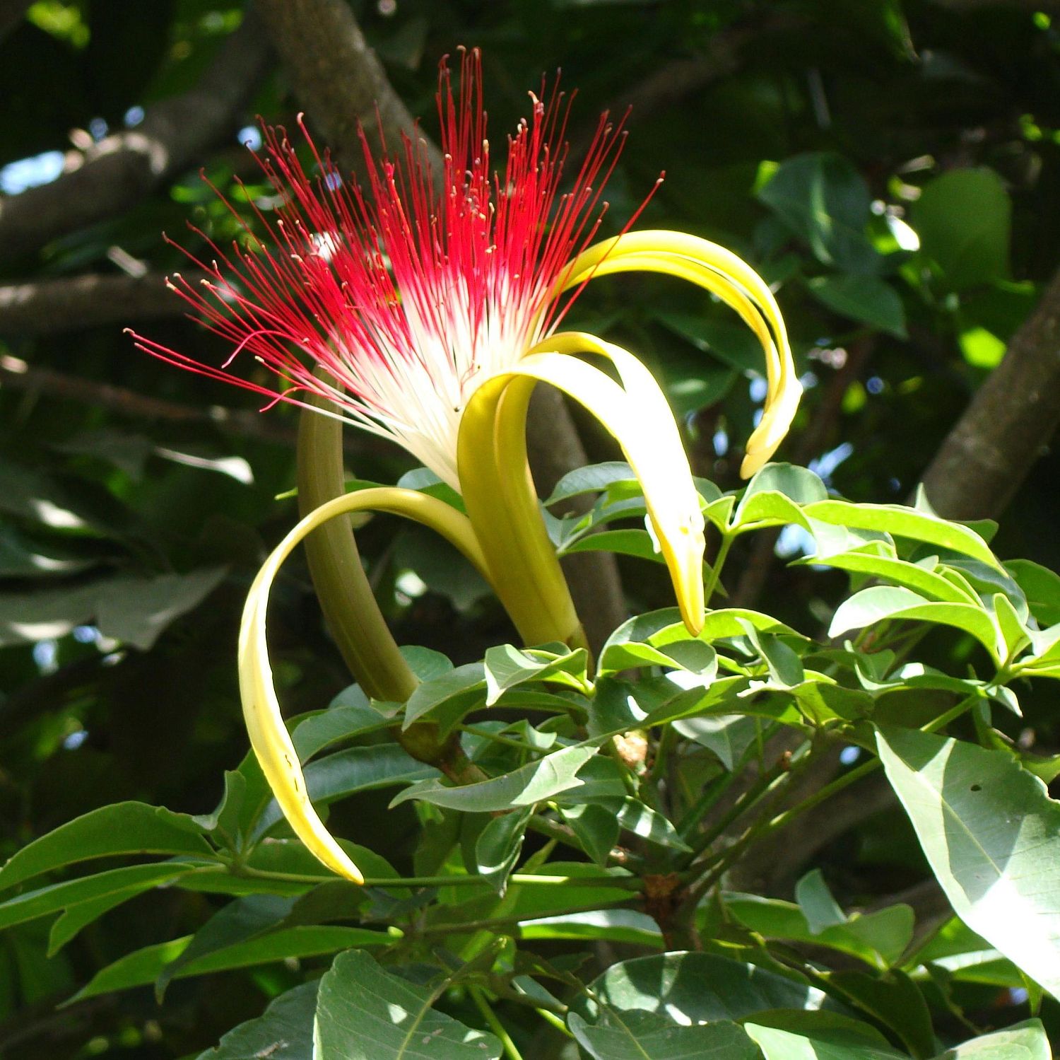 Пахира Пахира фото