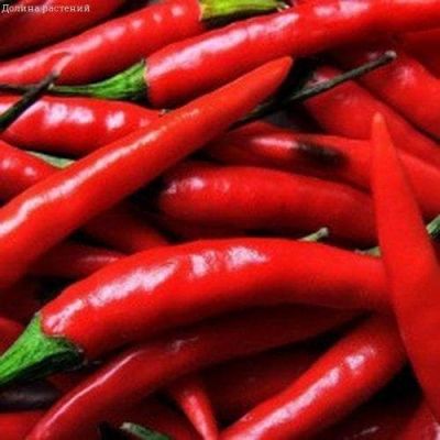 Перец Острый Язычок фото
