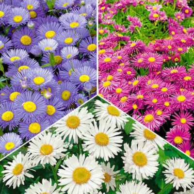 Астра альпийская в ассортименте фото