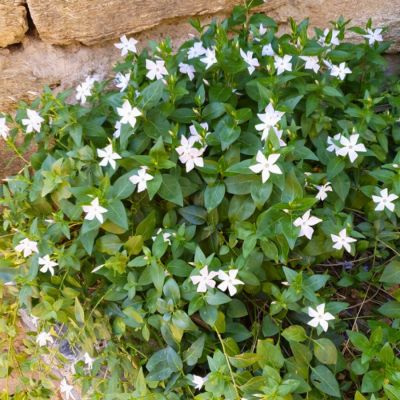 Барвинок большой Альба - Dolina-Sad.Ru