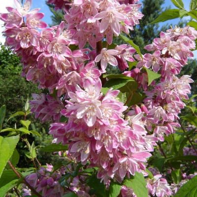 Дейция Страуберри Филдс Дейция Страуберри Филдс фото