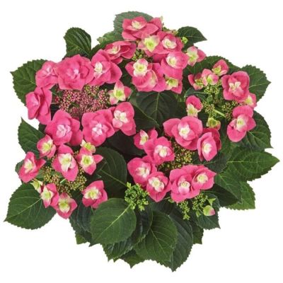 Гортензия крупнолистная Фрисби Хот Пинк, С2 - Dolina-Sad.Ru