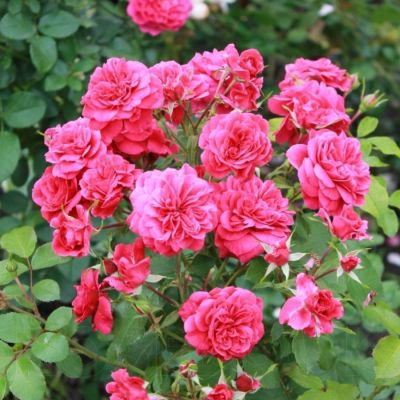 Роза Сангрия Роза Сангрия - Dolina-Sad.Ru