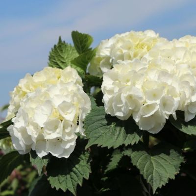 Гортензия крупнолистная Хай Кристал Пэлас, С2 Гортензия крупнолистная Хай Кристал Пэлас, С2 - Dolina-Sad.Ru