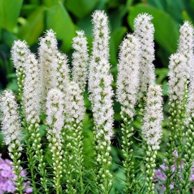 Лиатрис Спиката Альба фото
