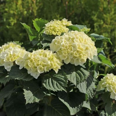 Гортензия крупнолистная Хай Кристал Пэлас, С2 Гортензия крупнолистная Хай Кристал Пэлас, С2 - Dolina-Sad.Ru