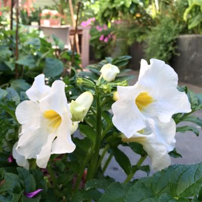 Инкарвиллея Делавея Уайт - Dolina-Sad.Ru