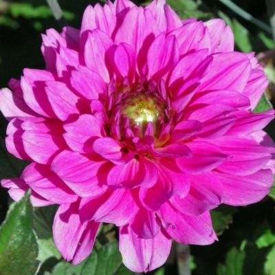 Георгина Мелоди Фанфар Георгина Мелоди Фанфар фото