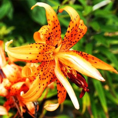 Лилия Флоре Плено ( в горшке) Лилия Флоре Плено ( в горшке) фото