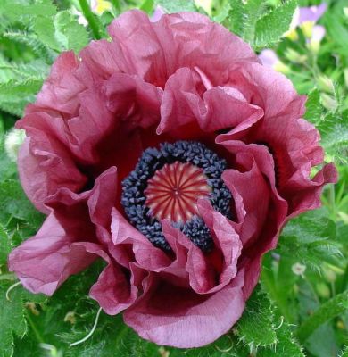 Папавер восточный Патти Папавер восточный Патти фото