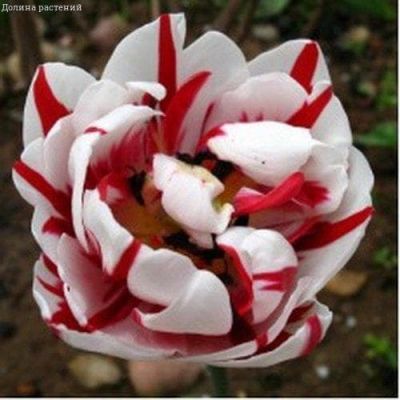 Тюльпан Карнавал в Ницце Тюльпан Карнавал в Ницце фото