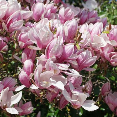 Магнолия Камео Магнолия Камео - Dolina-Sad.Ru