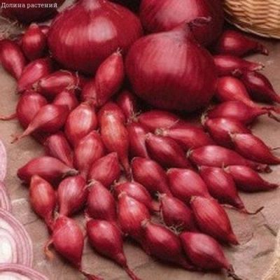 Лук-севок Кармен за 1 коп Лук-севок Кармен за 1 коп фото