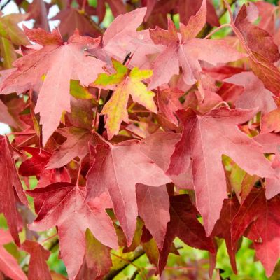 Ликвидамбар стираксовый Ворплесдон Ликвидамбар стираксовый Ворплесдон - Dolina-Sad.Ru