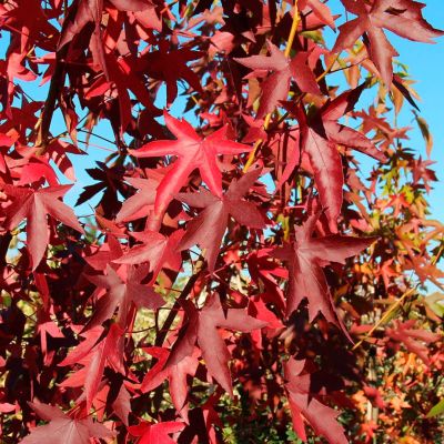 Ликвидамбар стираксовый Ворплесдон Ликвидамбар стираксовый Ворплесдон - Dolina-Sad.Ru