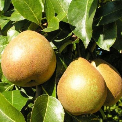 Комплект Груш(Белорусская поздняя+Дюшес) фото