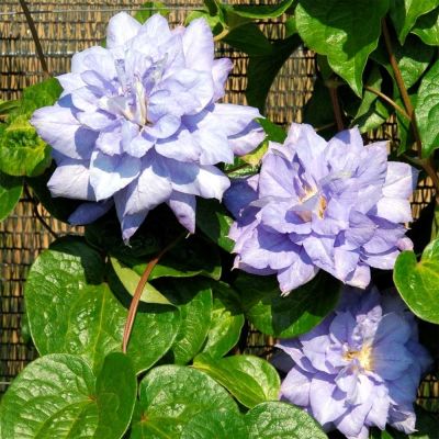 Клематис Мазуры Клематис Мазуры фото