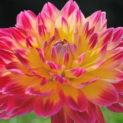 Георгина Арматерас - Dolina-Sad.Ru