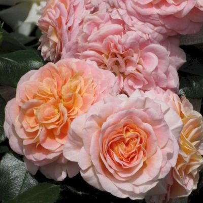 Роза Концерто 94 Роза Концерто 94 - Dolina-Sad.Ru