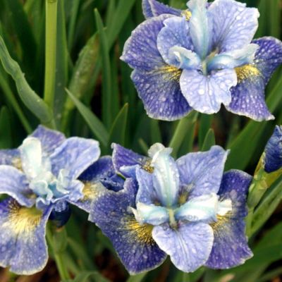 Ирис Магнетизм Ирис Магнетизм - Dolina-Sad.Ru