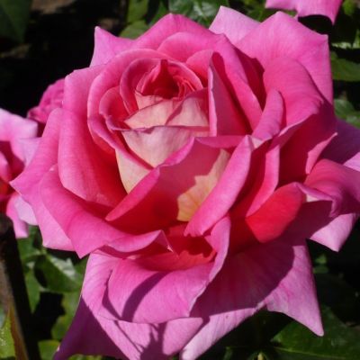 Роза Шокинг Версилия Роза Шокинг Версилия - Dolina-Sad.Ru