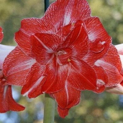 Амариллис Фламенко Квин фото