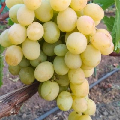 Виноград Агрус - Dolina-Sad.Ru