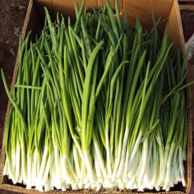 Лук батун Лонг Токио, 1 гр Лук батун Лонг Токио, 1 гр фото