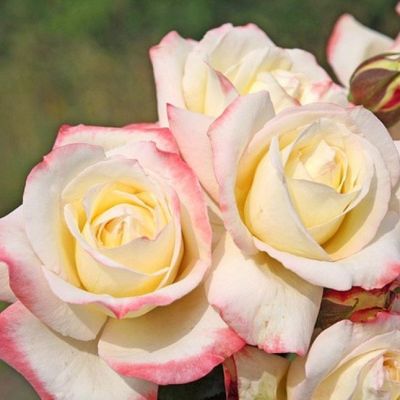 Роза Атена Роза Атена - Dolina-Sad.Ru