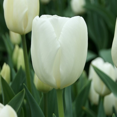 Тюльпан Сноуборд Тюльпан Сноуборд - Dolina-Sad.Ru