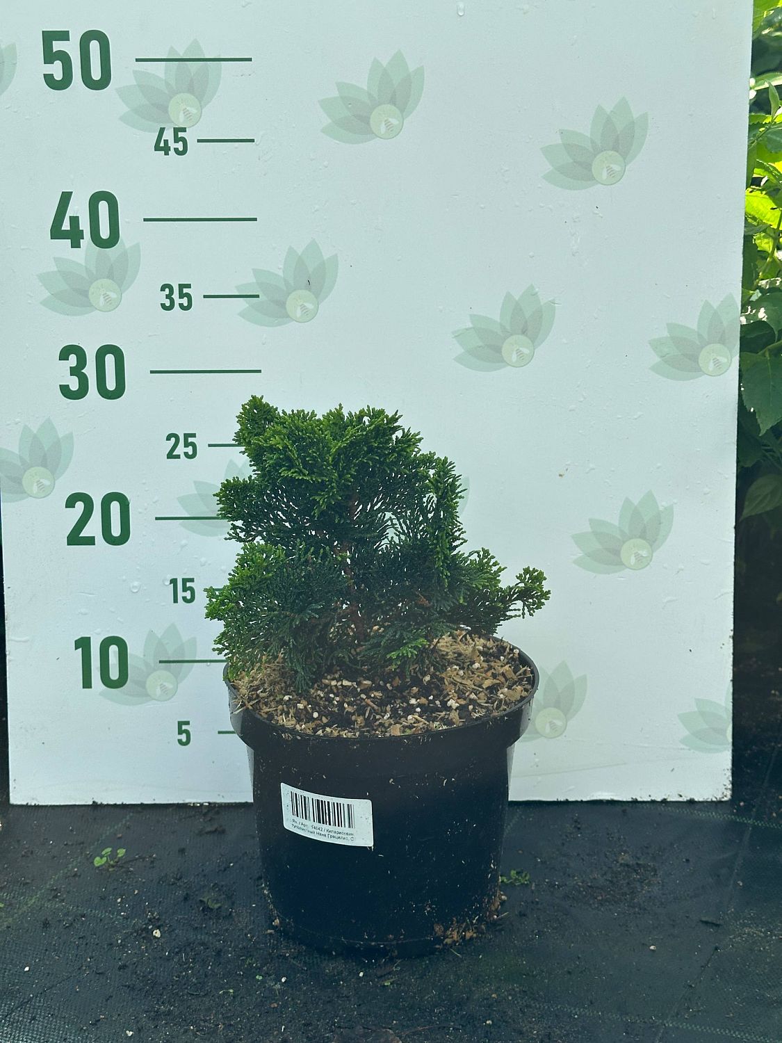 Кипарисовик туполистный Нана Грацилис, С3 - Dolina-Sad.Ru