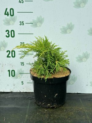 Можжевельник средний Кинг Оф Спринг, С3 Можжевельник средний Кинг Оф Спринг, С3 - Dolina-Sad.Ru