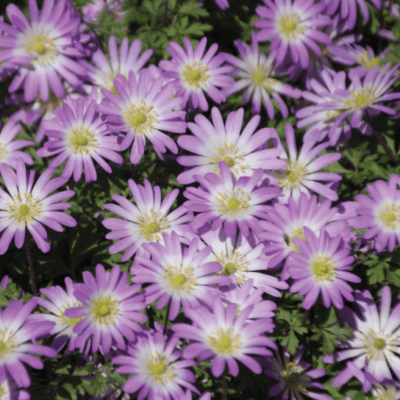 Анемона Бланда Чармер фото