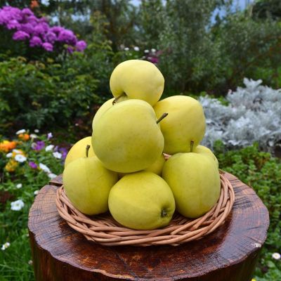 Яблоня Папировка Яблоня Папировка - Dolina-Sad.Ru