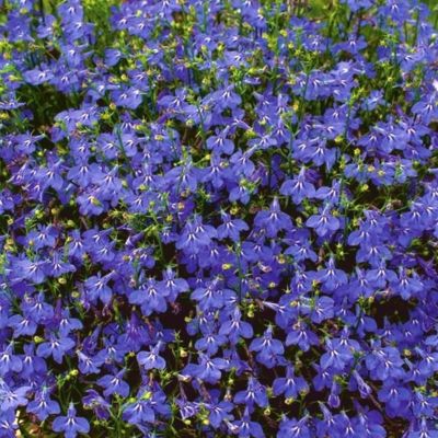 Лобелия Сапфир Лобелия Сапфир - Dolina-Sad.Ru